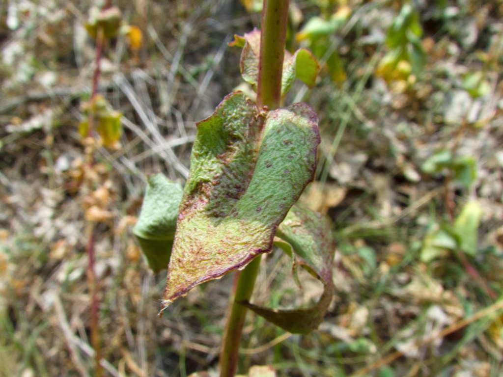 Hylotelephium ruprechtii (Jalas)